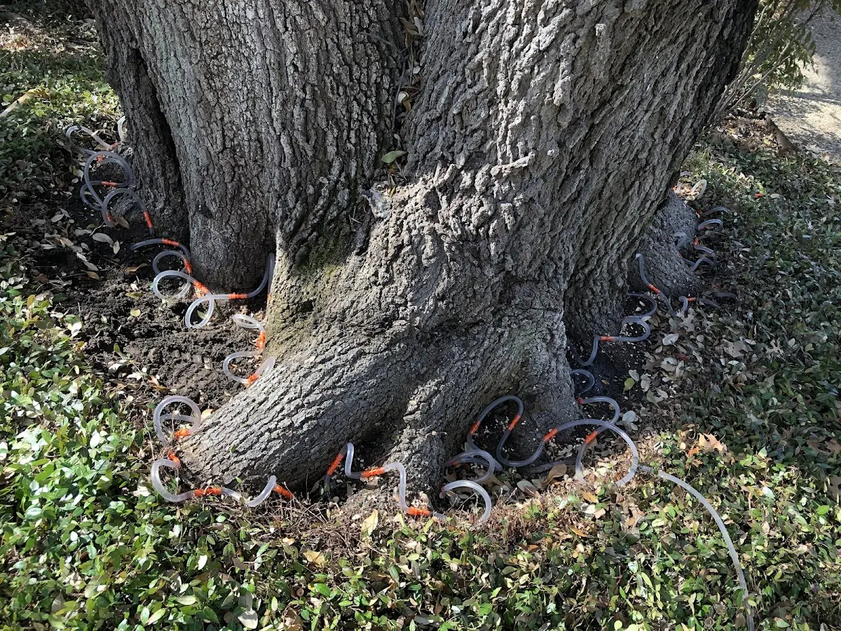 Detailed Shrub and Hedge Trimming job site in Fairview
