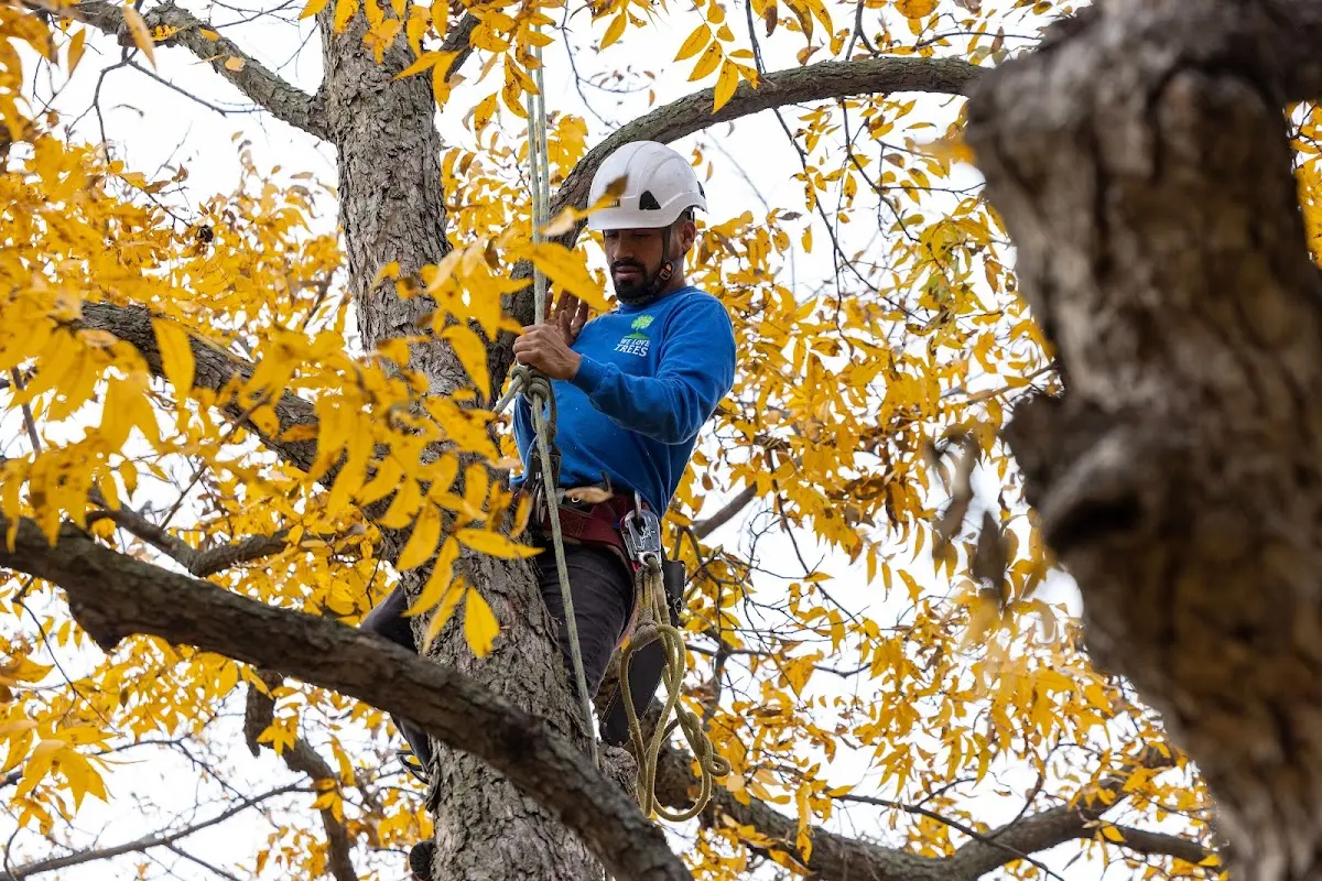 Skilled Emergency Tree Service crew working in Fairview